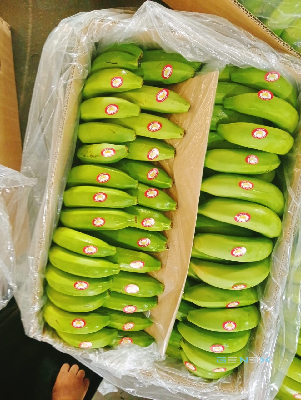 موز 2