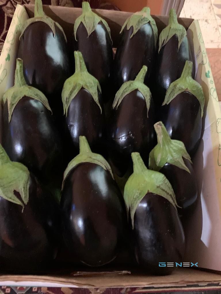 باذنجان 2