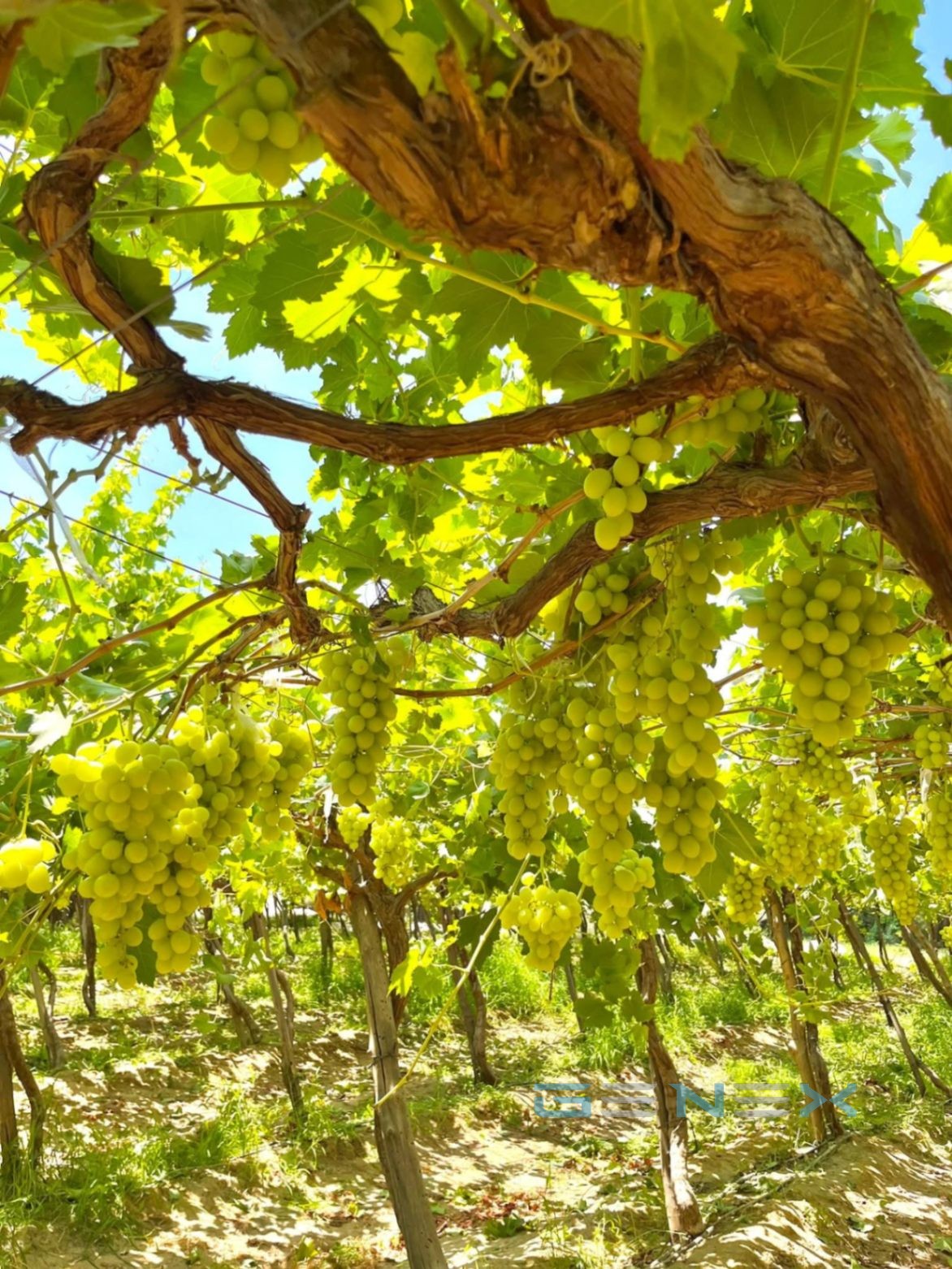 Green grape vineyard