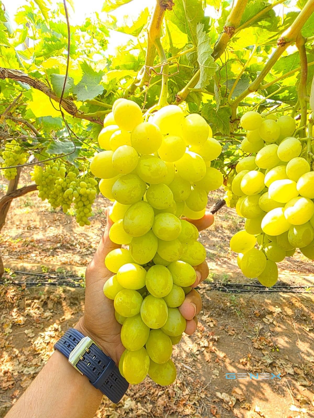 عنب