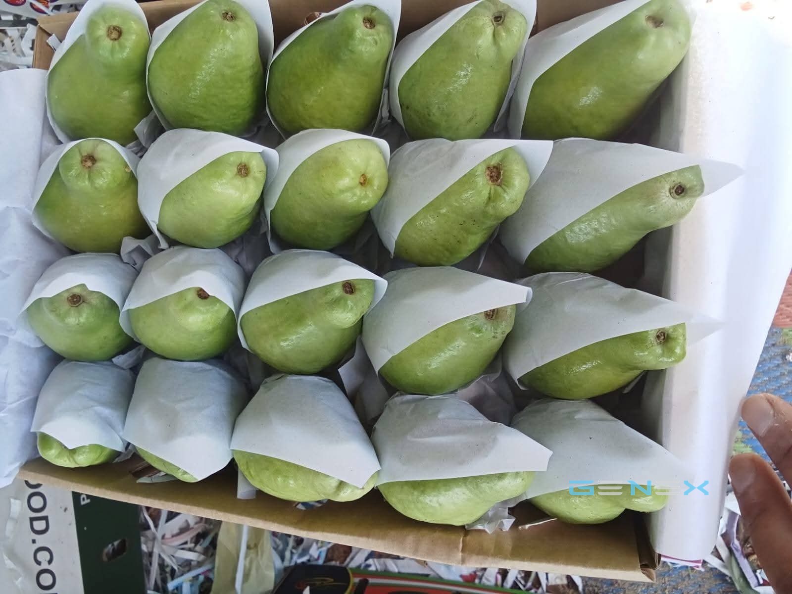 جوافة