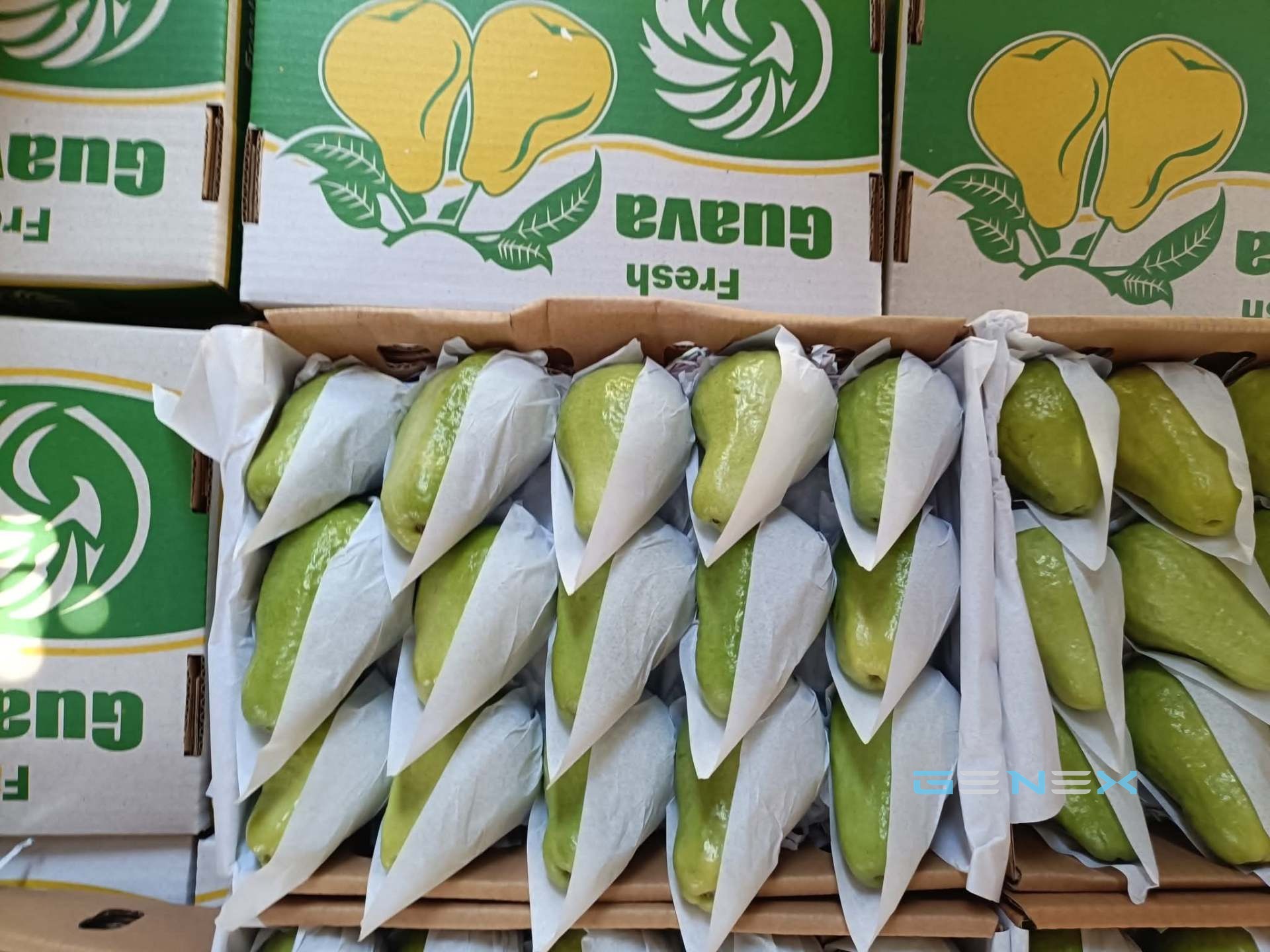 جوافة 3