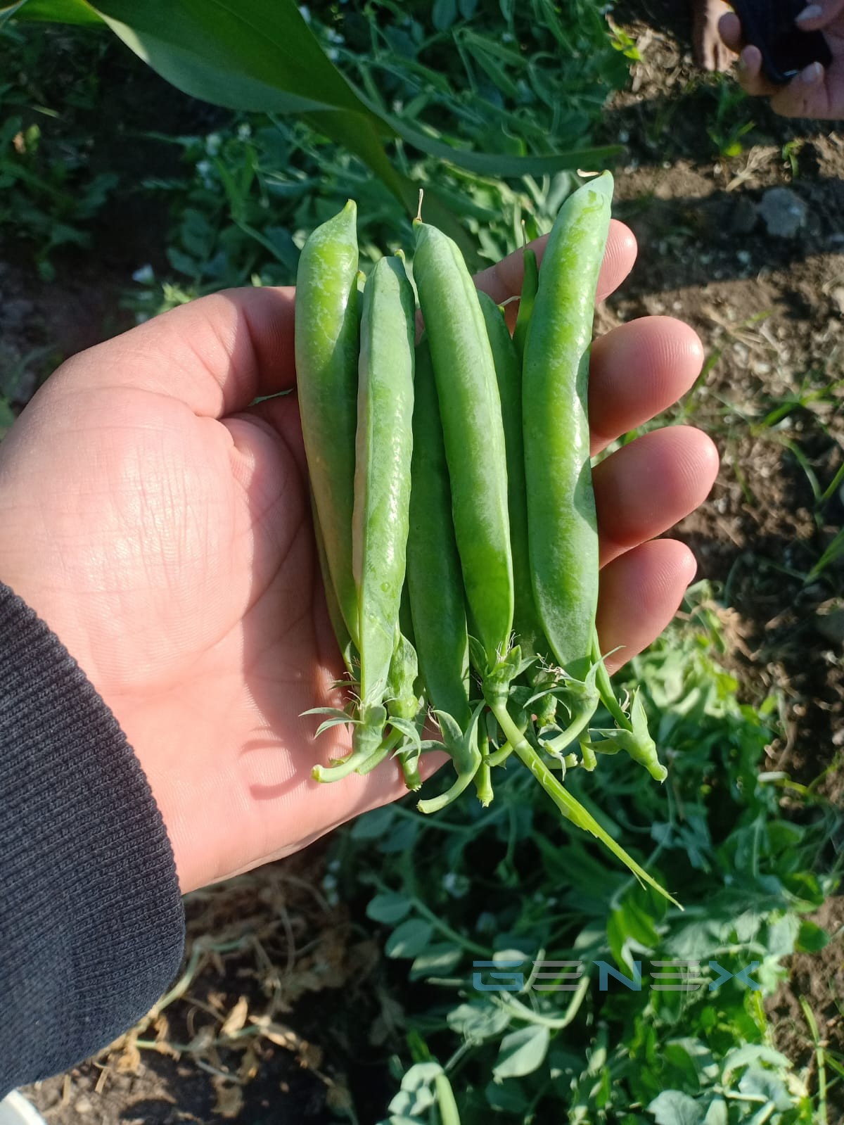 Fresh snow peas from the field