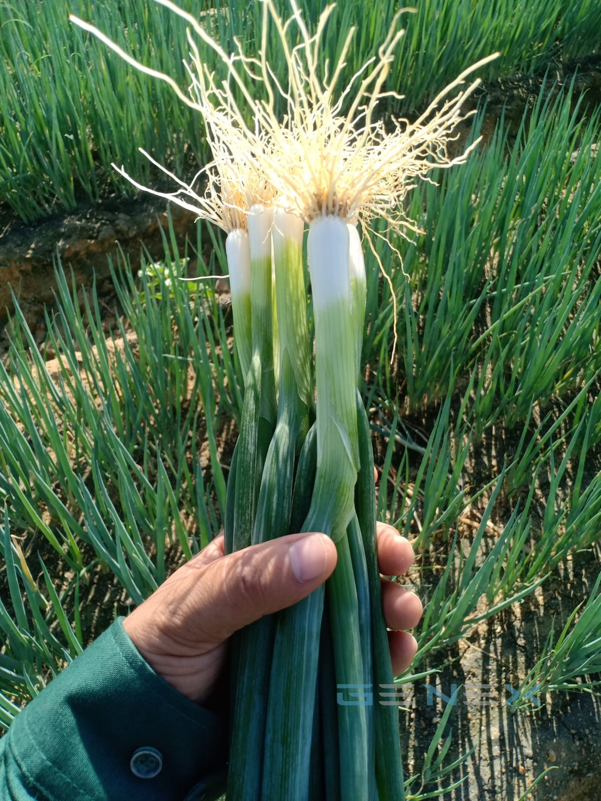 Spring onion harvest