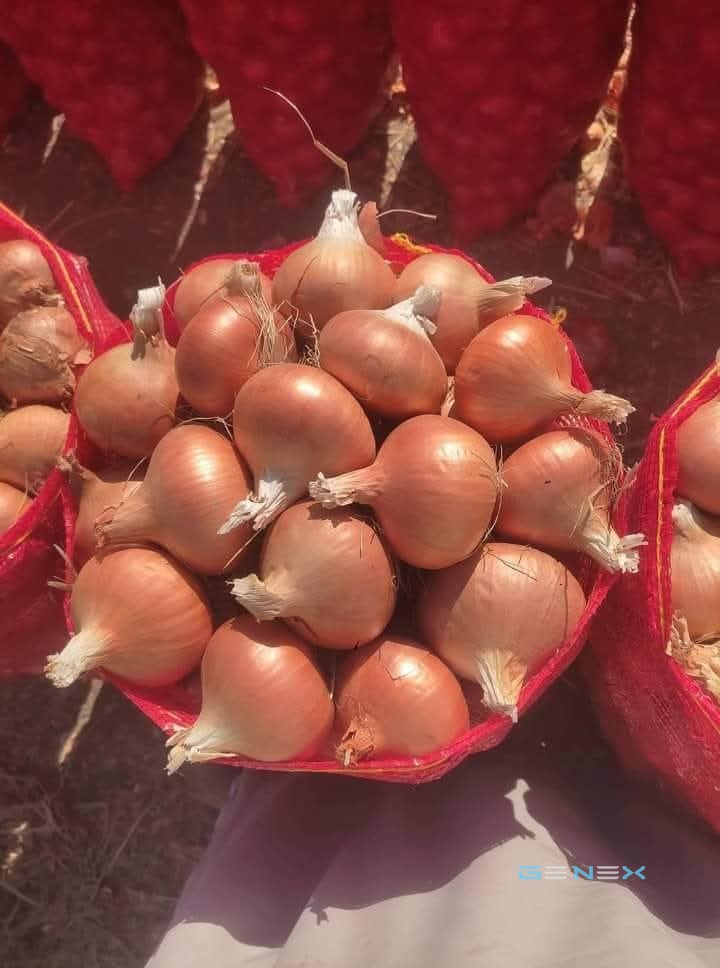 بصل 8