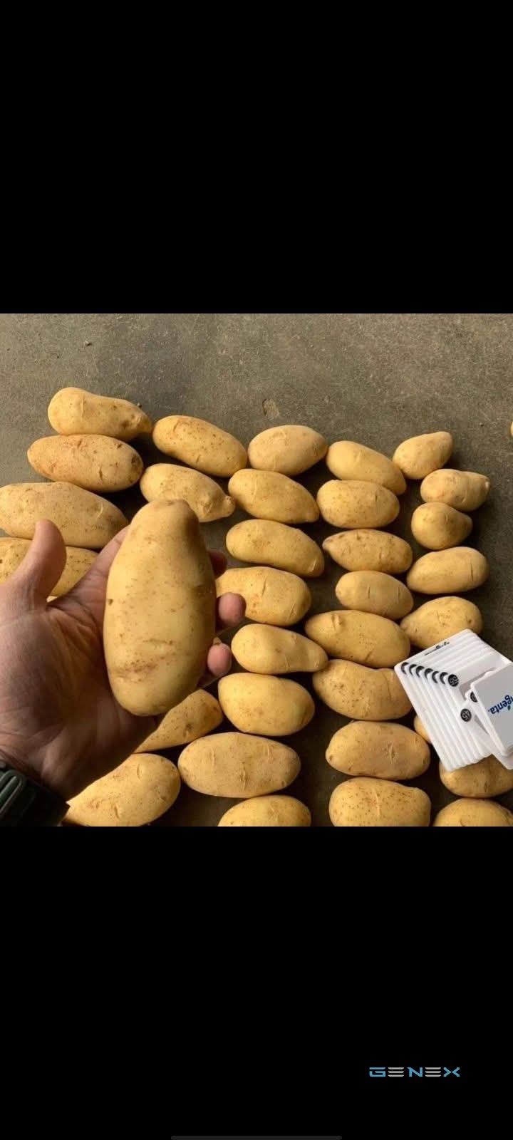 بطاطس 2