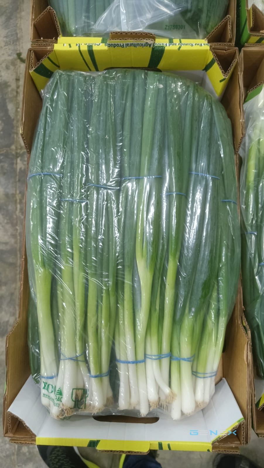 بصل أخضر 2