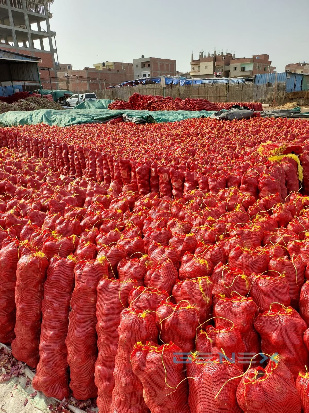 Red onion bags ready for export