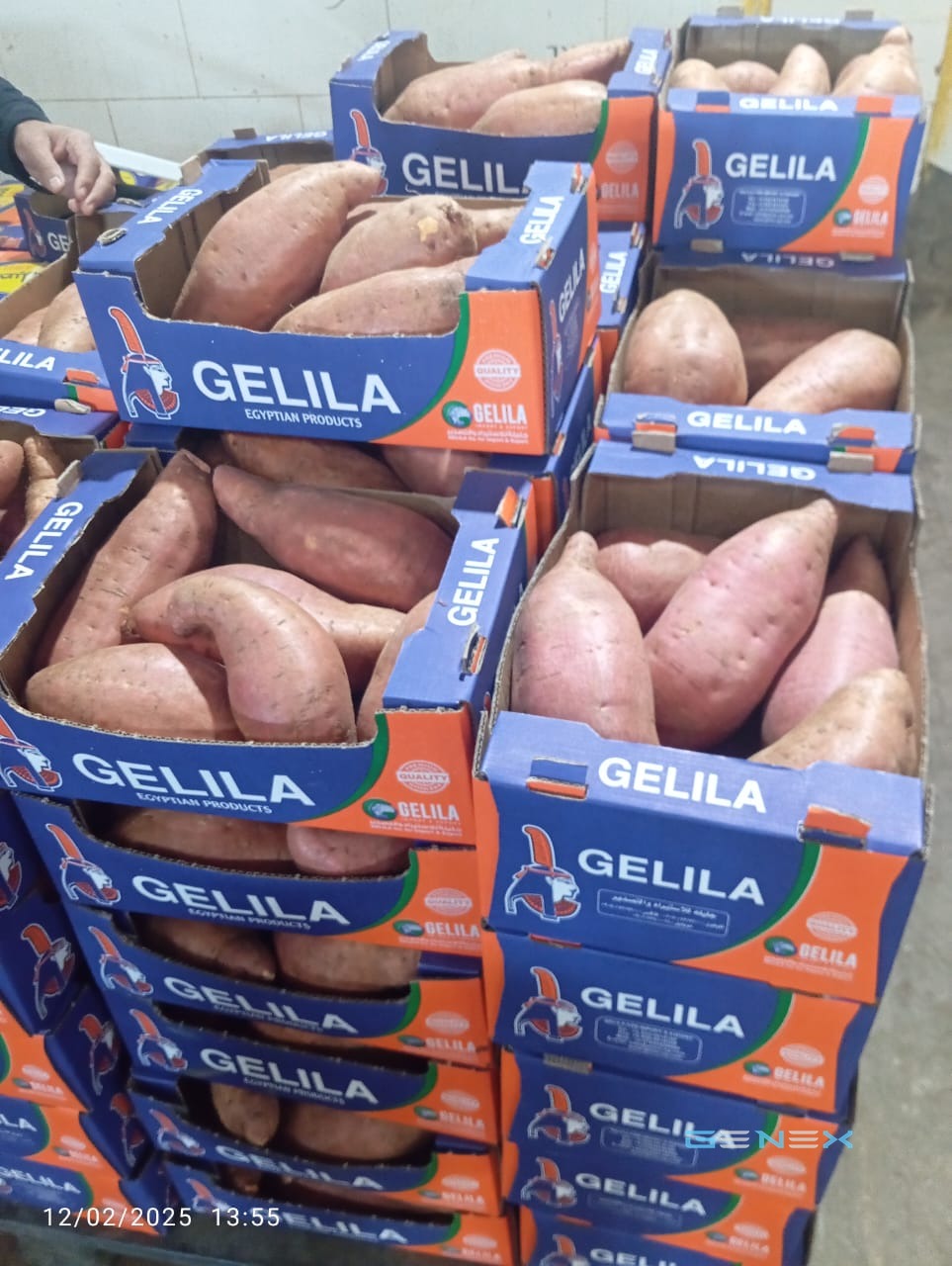 بطاطا حلوة