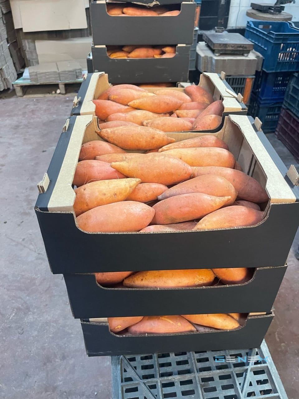 بطاطا حلوة 6