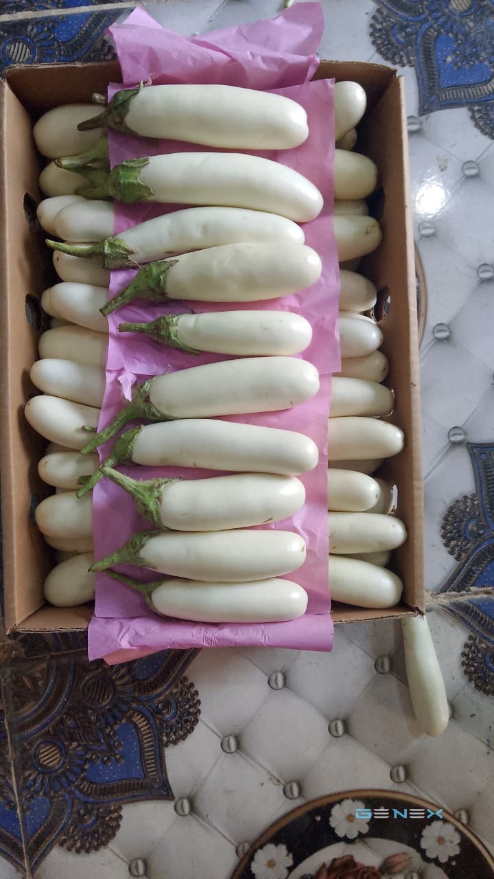 باذنجان أبيض 1
